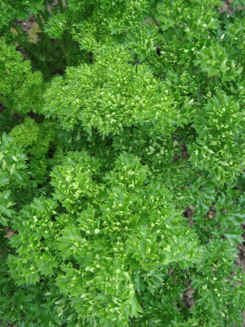 Petroselinum crispum 'Verbo' feuille